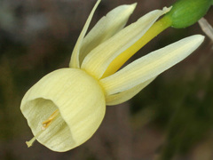 Narcissus triandrus pallidulus