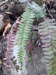 Adiantum caudatum