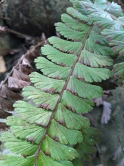 Adiantum caudatum