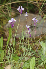 Linaria amethystea amethystea