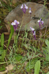 Linaria amethystea amethystea