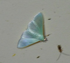 Stemorrhages amphitritalis