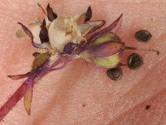 Linaria amethystea amethystea