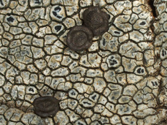 Linaria amethystea amethystea