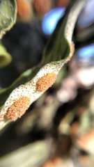 Pleopeltis polylepis