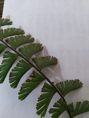 Adiantum caudatum