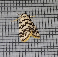 Hectobrocha multilinea