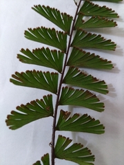 Adiantum caudatum