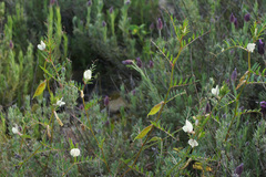 Vicia lutea