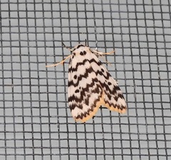 Hectobrocha multilinea