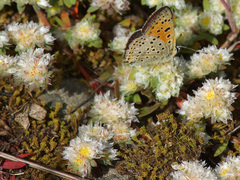 Lycaena bleusei