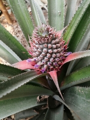 Ananas comosus