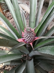Ananas comosus