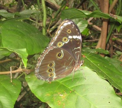 Morpho achilles