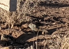 Xerospermophilus tereticaudus