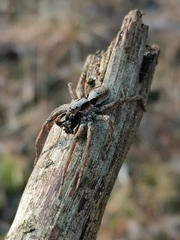 Alopecosa inquilina