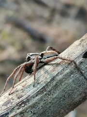 Alopecosa inquilina
