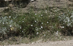 Jacquemontia pringlei