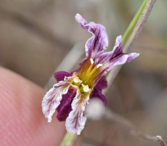Streptanthus glandulosus glandulosus