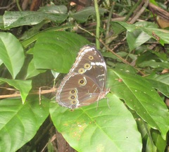 Morpho achilles