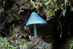 Entoloma hochstetteri