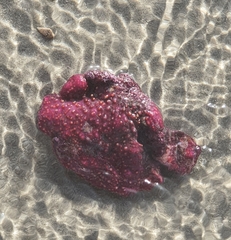 Hexabranchus sanguineus