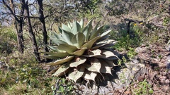 Agave ovatifolia