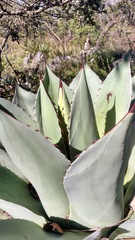 Agave ovatifolia