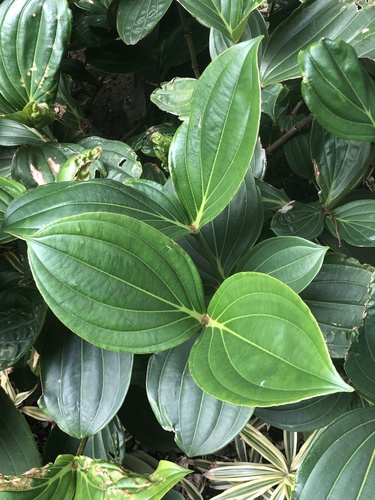 Medinilla multiflora