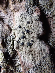 Tephromelataceae