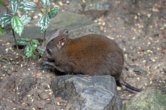 Hypsiprymnodon moschatus