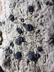 Tephromelataceae