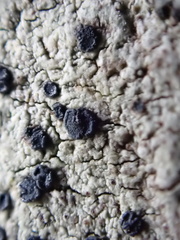 Tephromelataceae