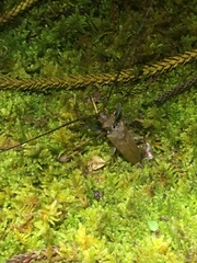 Acalolepta aesthetica