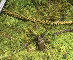 Acalolepta aesthetica