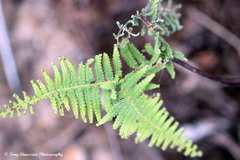 Gleichenia dicarpa