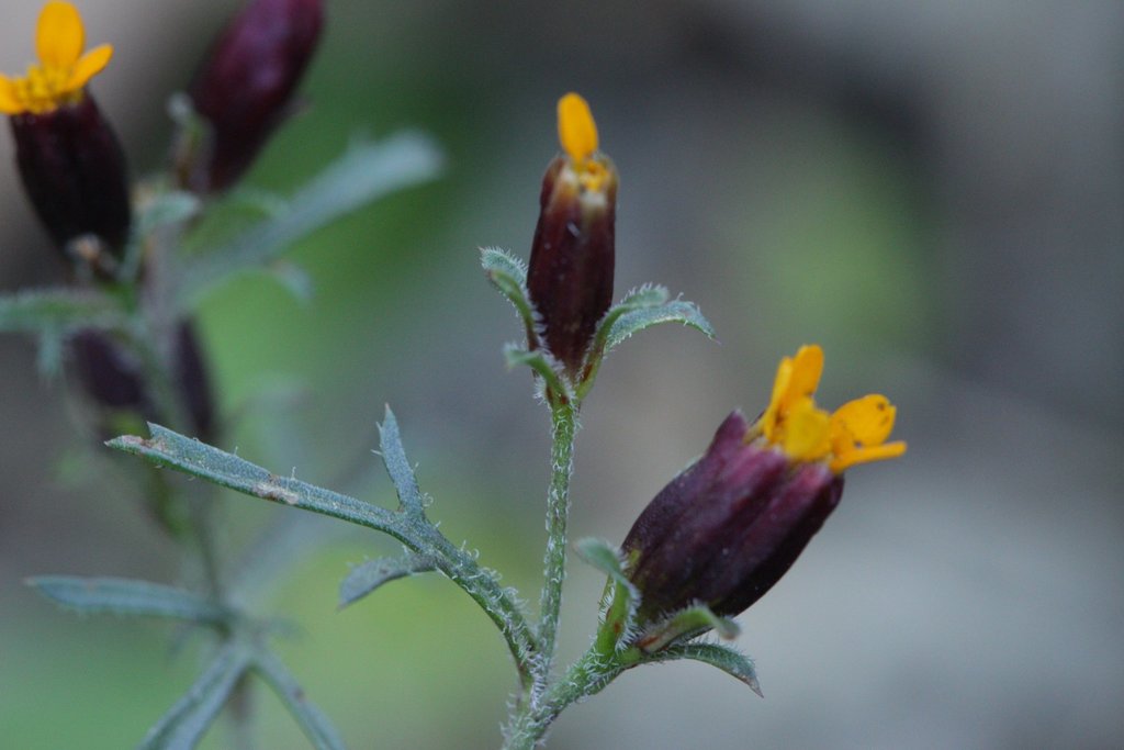 Fetid marigold from Parque Nacional Bosque del Pedregal, Ciudad de ...