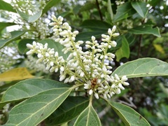 Itea chinensis