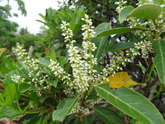 Itea chinensis