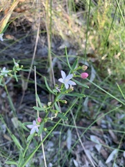 Philotheca queenslandica