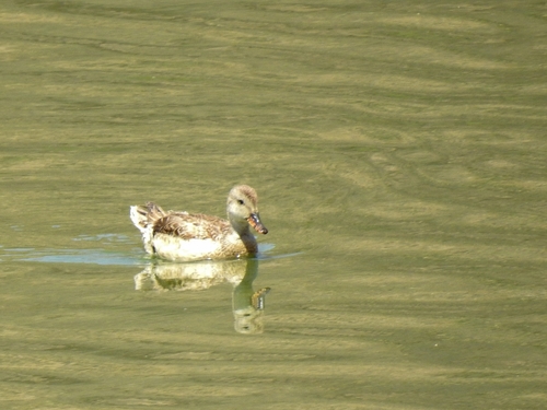 Canard chipeau, jeune