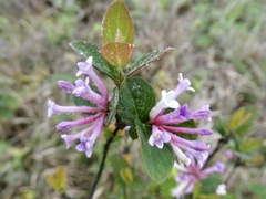 Wikstroemia monnula