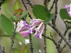 Wikstroemia monnula