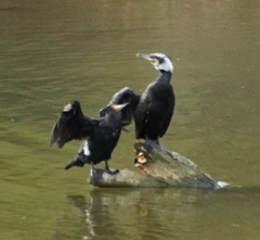 Phalacrocorax carbo