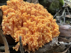 Ramaria samuelsii