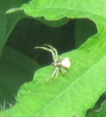 Misumenoides