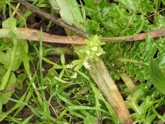 Galium verrucosum