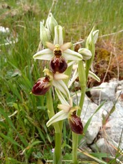 Ophrys exaltata archipelagi