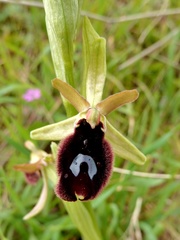 Ophrys bertolonii bertoloniiformis