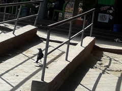 Corvus splendens